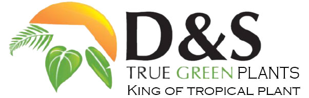 D&S True Green Plants
