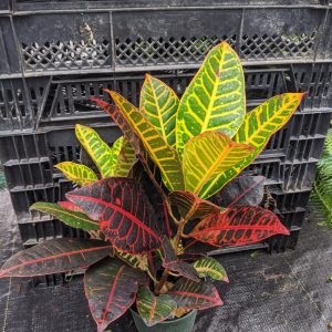 6" Croton Petra