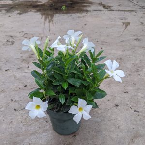 6"Mandevilla