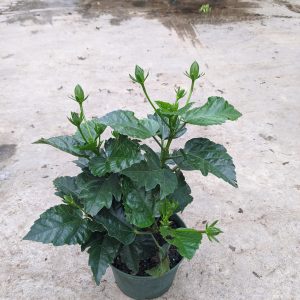 6" Hibiscus Bush