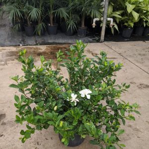 10" Gardenia Bush