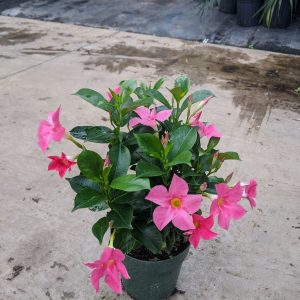 6" Mandevilla Pink