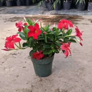 6" Mandevilla Red