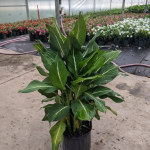 10" Dieffenbachia Sterling