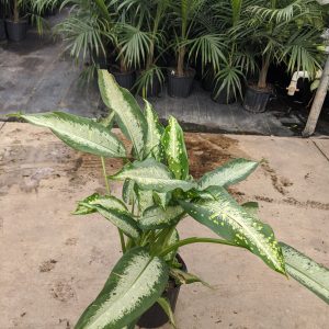 10" Dieffenbachia