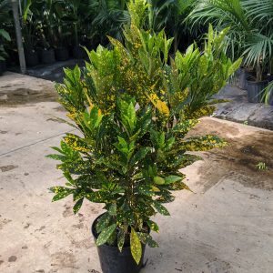 10" Croton Gold Dust