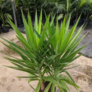 10" Yucca